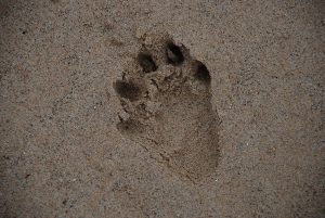 Cape Clawless Otter track