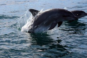Atlantic Bottle-nosed Dolphins