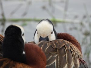 White-faced-Duck