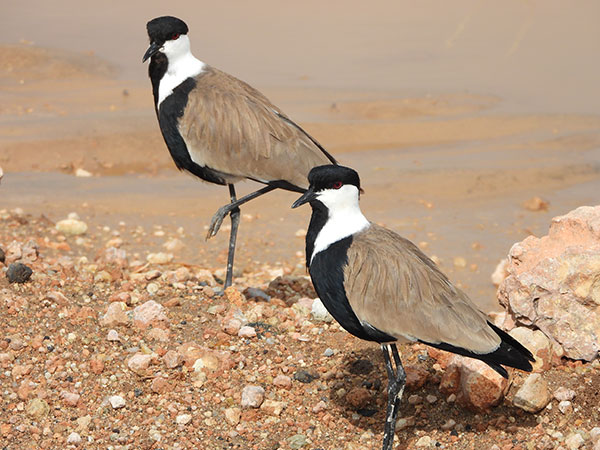 Spur Winged Lapwings